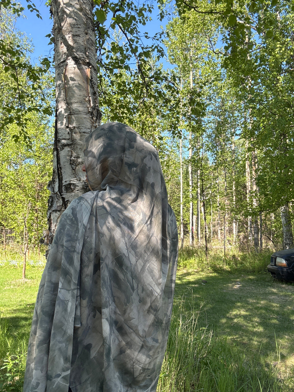 Birch tree